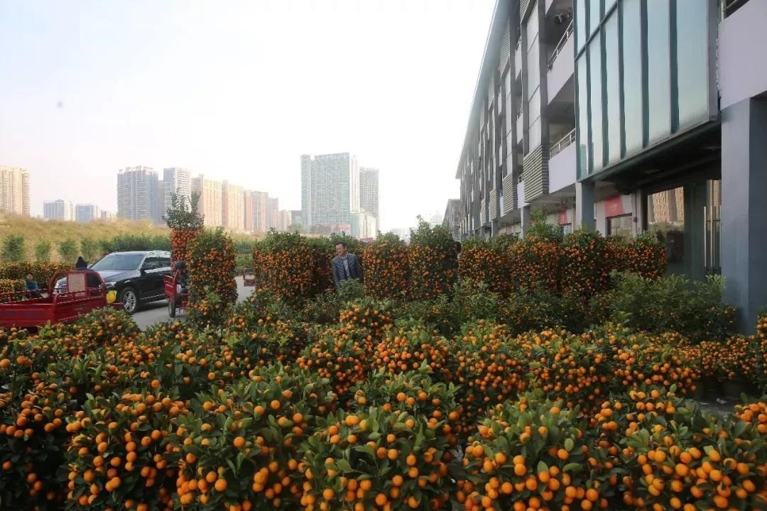 2020年沙井街道迎花市，在中亞硅谷海岸舉行